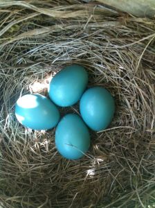 robin's eggs